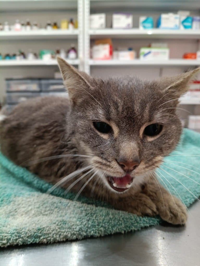 Castración gato
